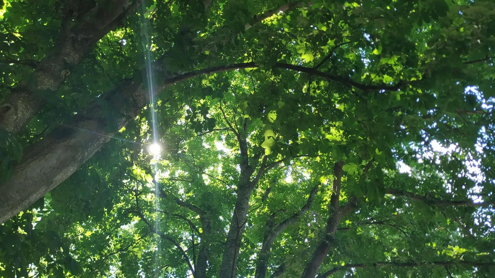 Frondaison d'arbres baignée de lumière