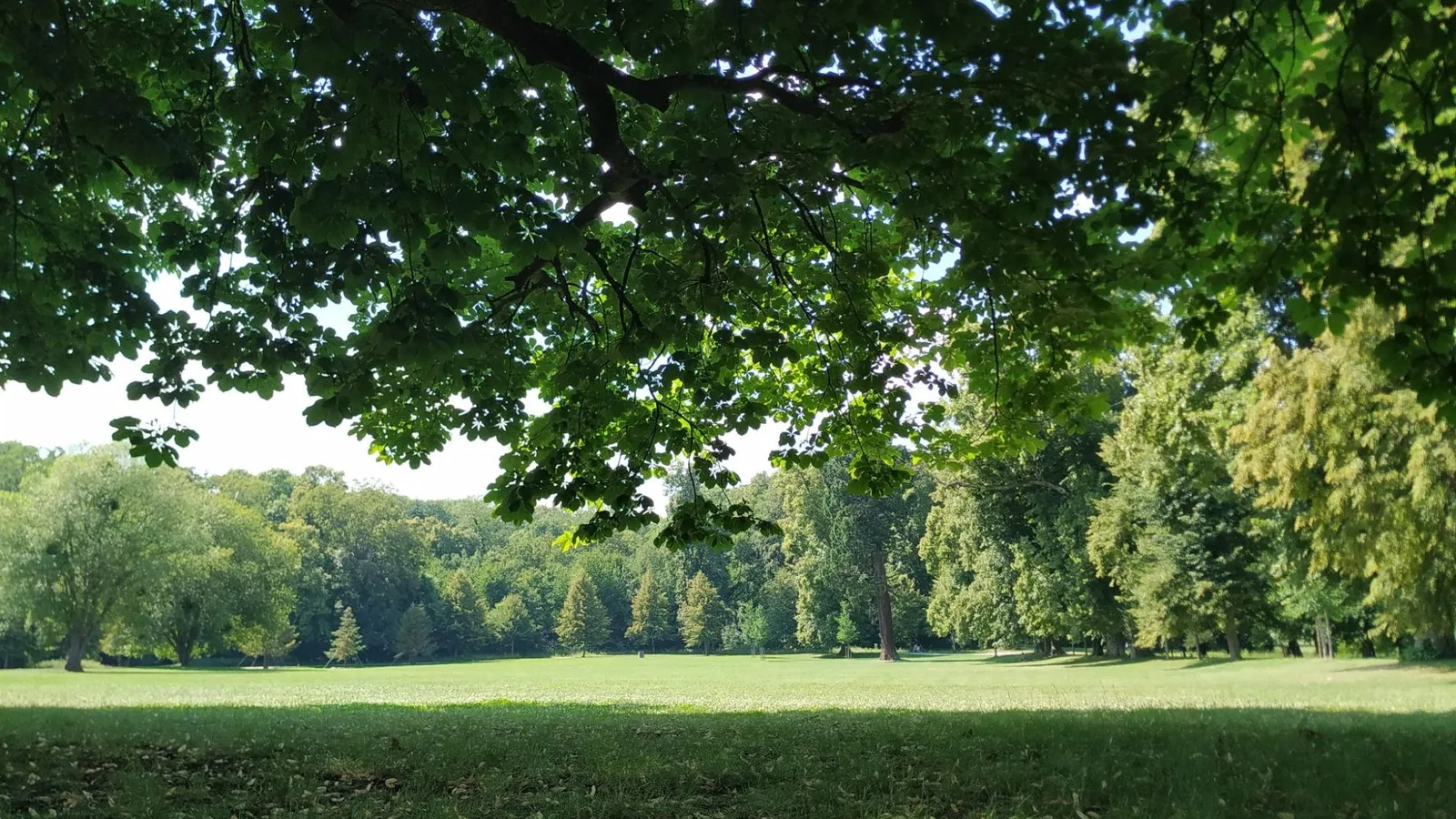 Sous-bois lumineux