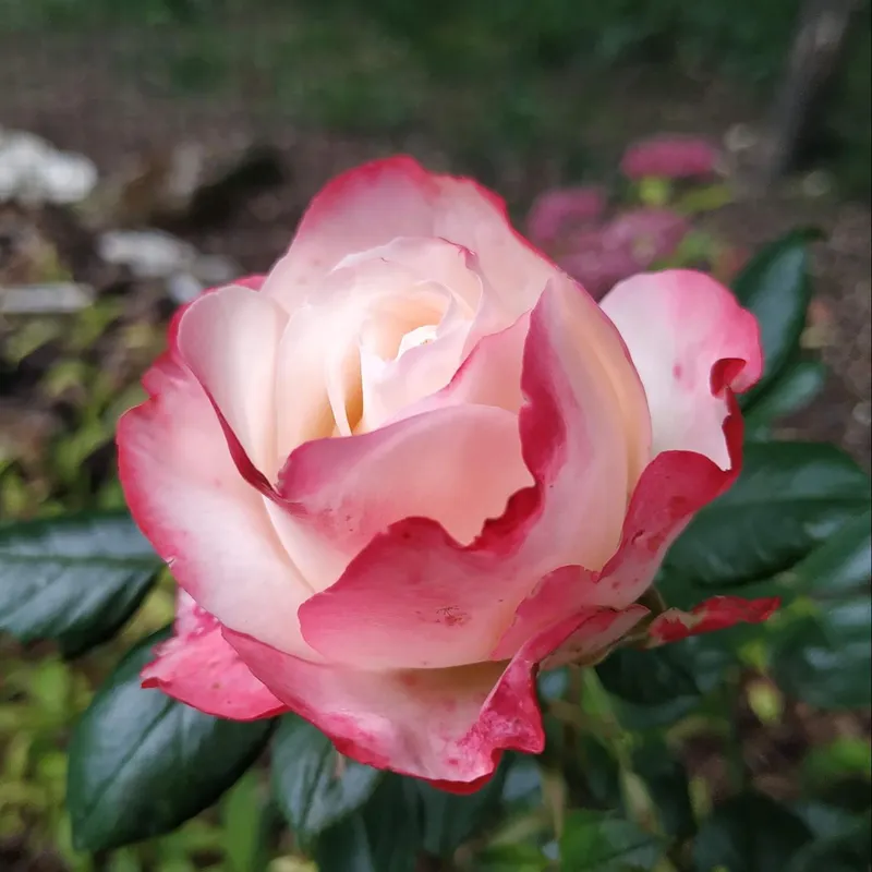 Rose en fleur
